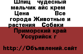 Шпиц - чудесный мальчик айс-крем › Цена ­ 20 000 - Все города Животные и растения » Собаки   . Приморский край,Уссурийск г.